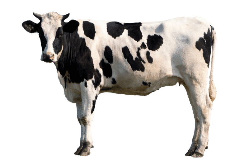 Cow