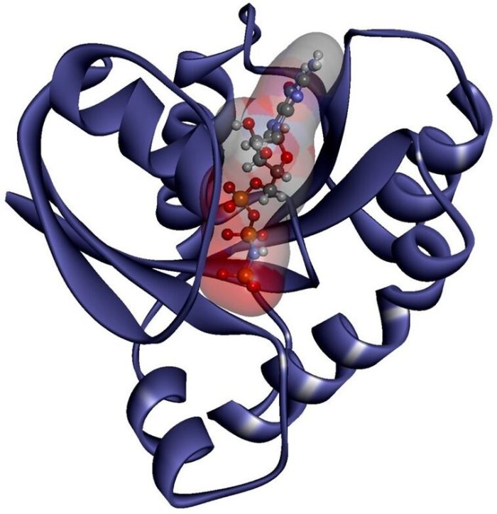 K-RAS Protein Structure, Image by National Cancer Institute (NCI)